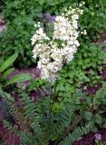 Filipendula vulgaris