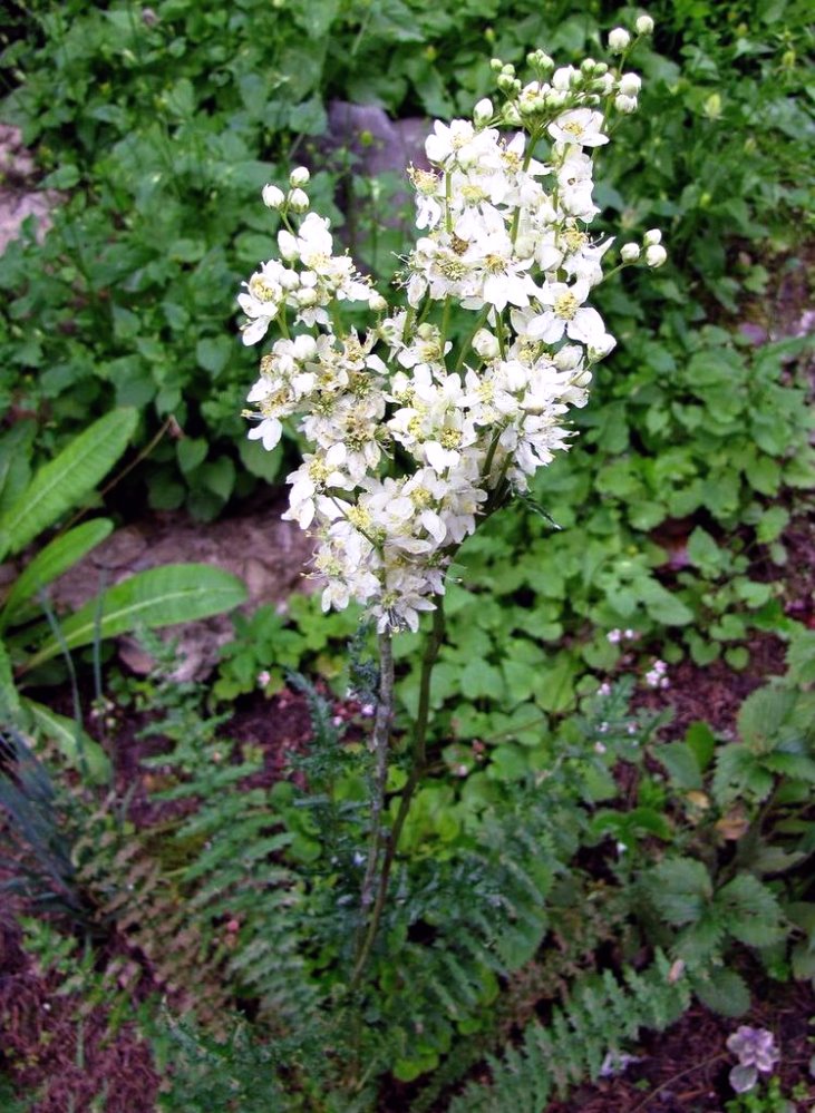 Image of Filipendula vulgaris specimen.