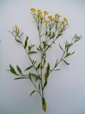Image of taxon representative. Author is Андрей Комраков