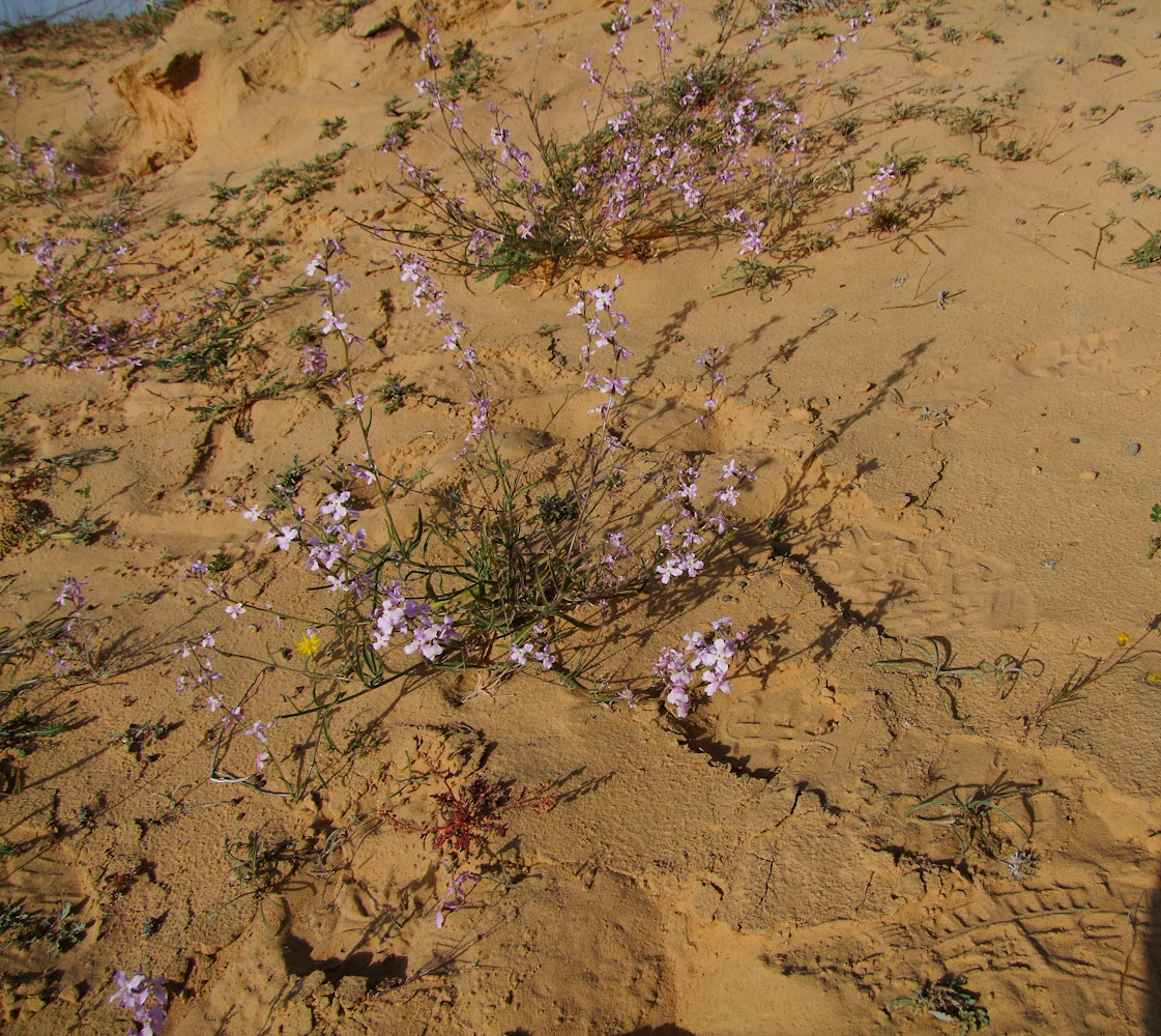 Изображение особи Matthiola longipetala ssp. livida.