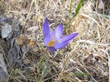 Crocus speciosus