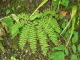 Adiantum pedatum. Лист (вайя) в широколиственном лесу. Приморье, Дальнегорск. 05.09.2006.