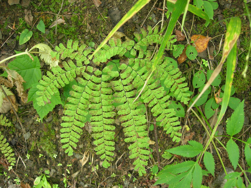 Изображение особи Adiantum pedatum.