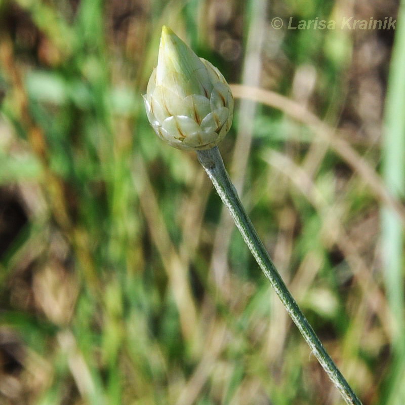Image of Xeranthemum annuum specimen.