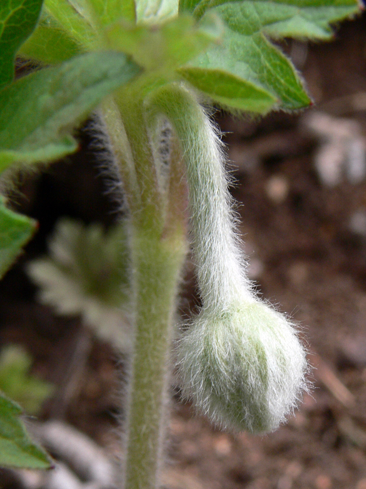 Image of Anemone sylvestris specimen.