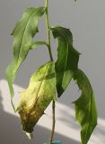 Hieracium sabaudum. Средняя часть побега. Германия, г. Кемпен, у дороги. 10.09.2012.