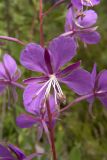 Chamaenerion angustifolium