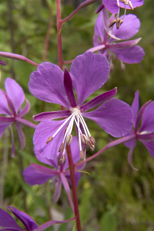 Изображение особи Chamaenerion angustifolium.