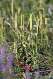 Lycopodium clavatum