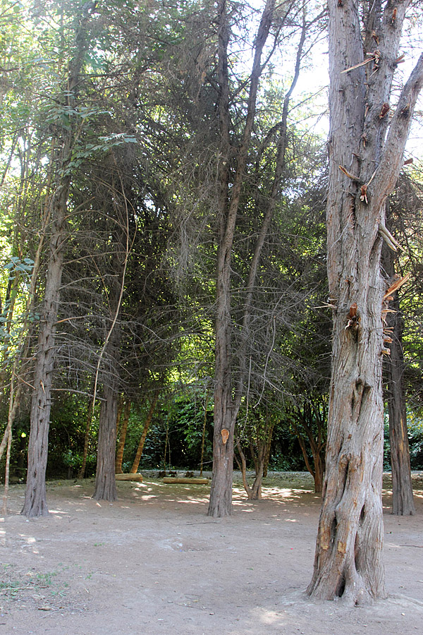 Image of Juniperus chinensis specimen.