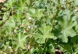 Malva parviflora