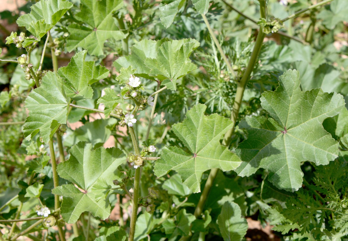 Изображение особи Malva parviflora.