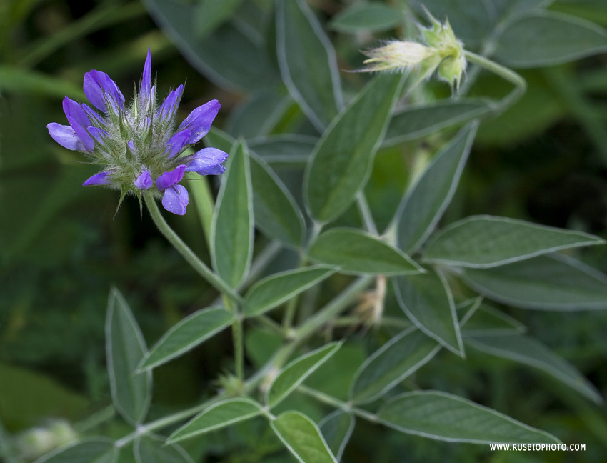 Изображение особи Psoralea bituminosa ssp. pontica.