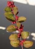 Symphoricarpos × doorenbosii. Ветка с соплодиями и листьями, принимающими осеннюю окраску. Германия, г. Кемпен, у прогулочной дорожки. 11.11.2012.