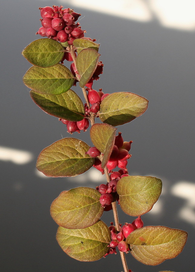 Изображение особи Symphoricarpos × doorenbosii.