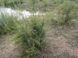 Larix gmelinii. Молодые деревца, вероятно, повреждённые крупным рогатым скотом. Республика Бурятия, Баунтовский эвенкийский р-н, окр. пос. Северный, р. Има. Конец августа 2012 г.