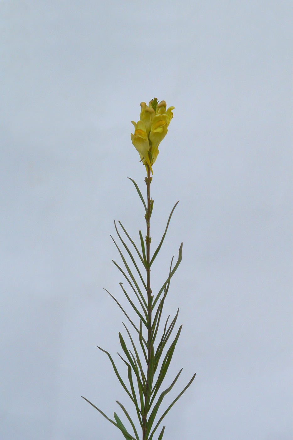 Изображение особи Linaria vulgaris.