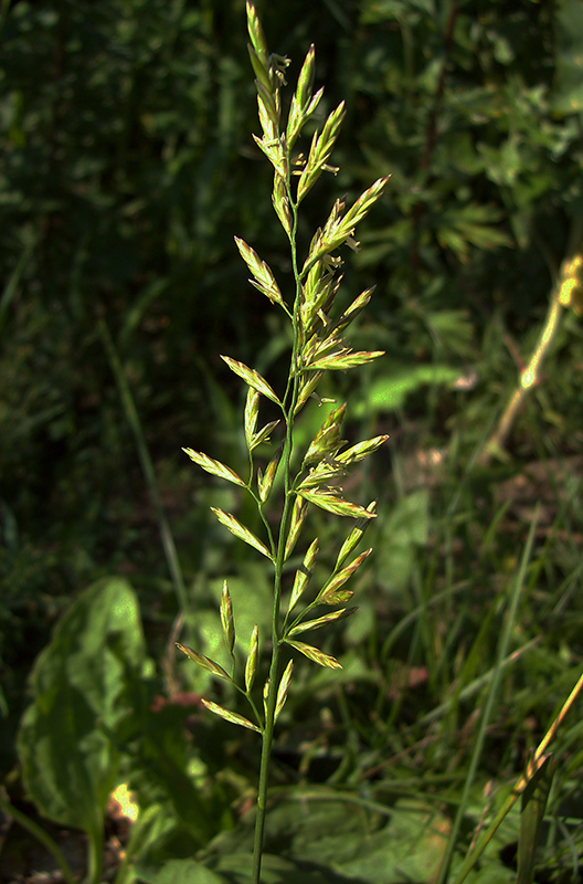 Изображение особи Festuca pratensis.