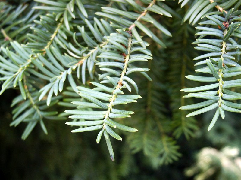 Image of Taxus baccata specimen.