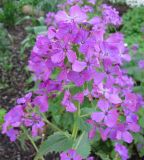 Lunaria annua