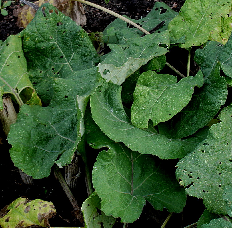 Изображение особи Arctium tomentosum.