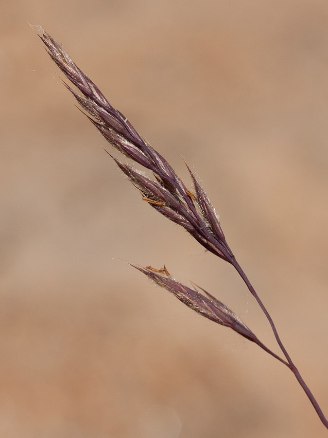 Image of Festuca arenaria specimen.