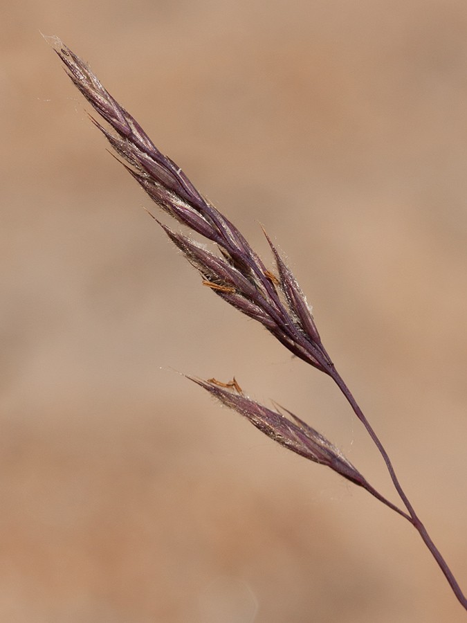 Изображение особи Festuca arenaria.