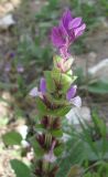 Salvia viridis