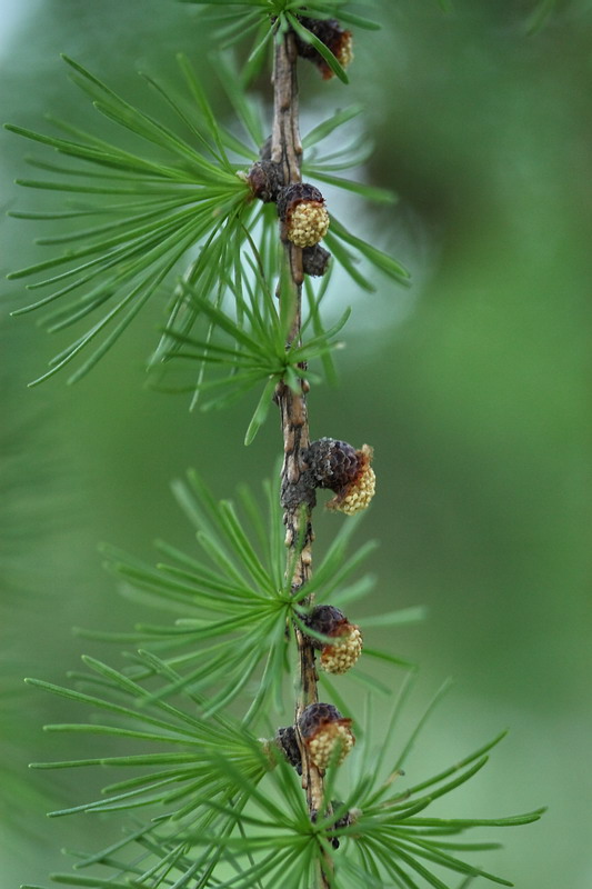 Image of Larix sibirica specimen.