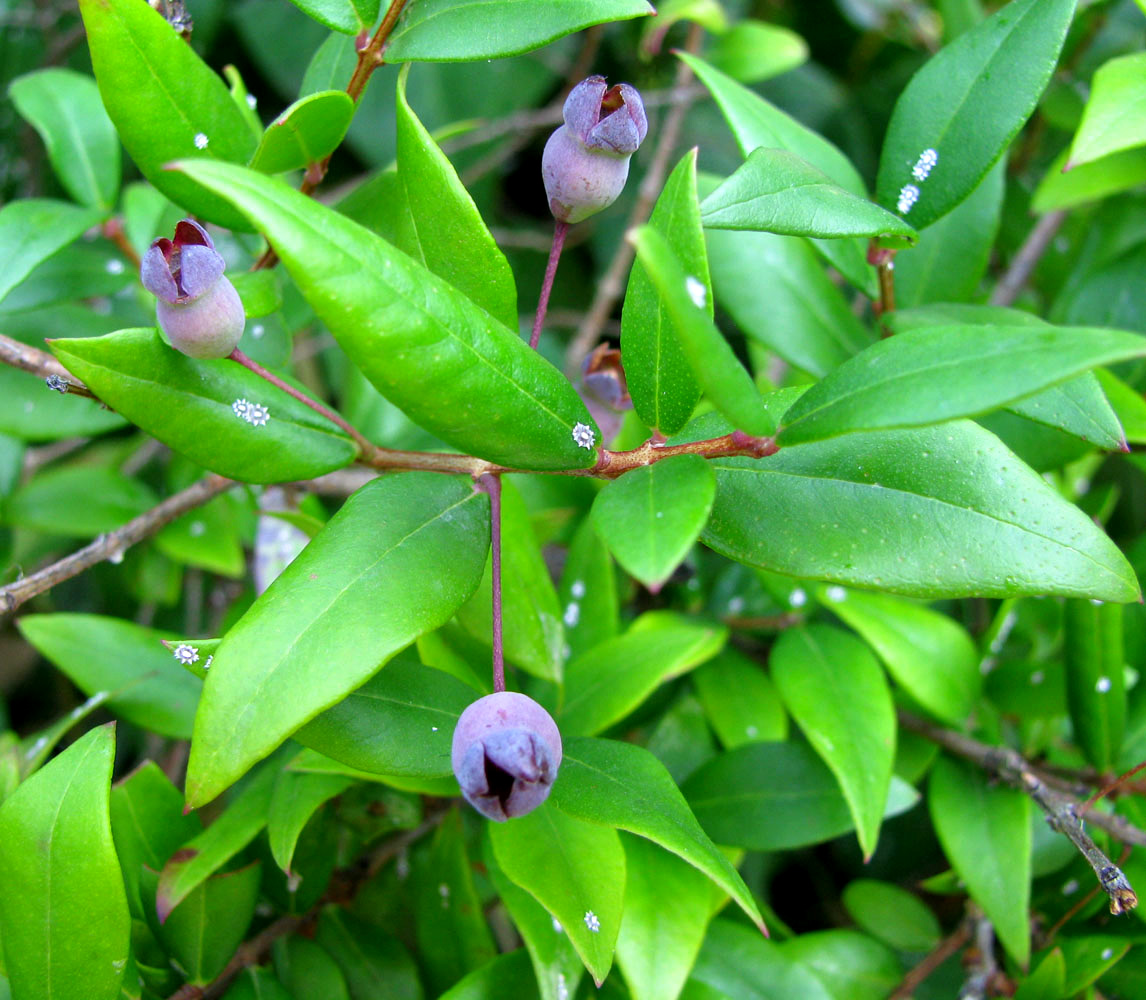 Image of Myrtus communis specimen.