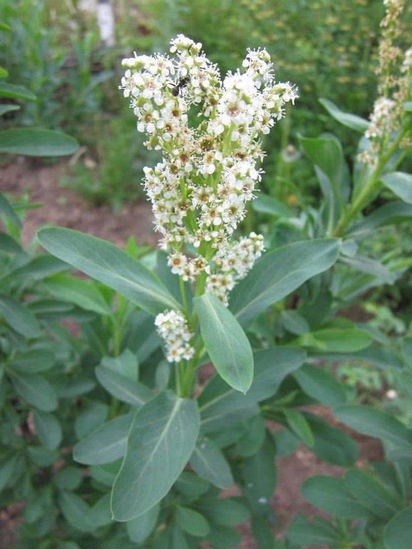 Изображение особи Sibiraea altaiensis.