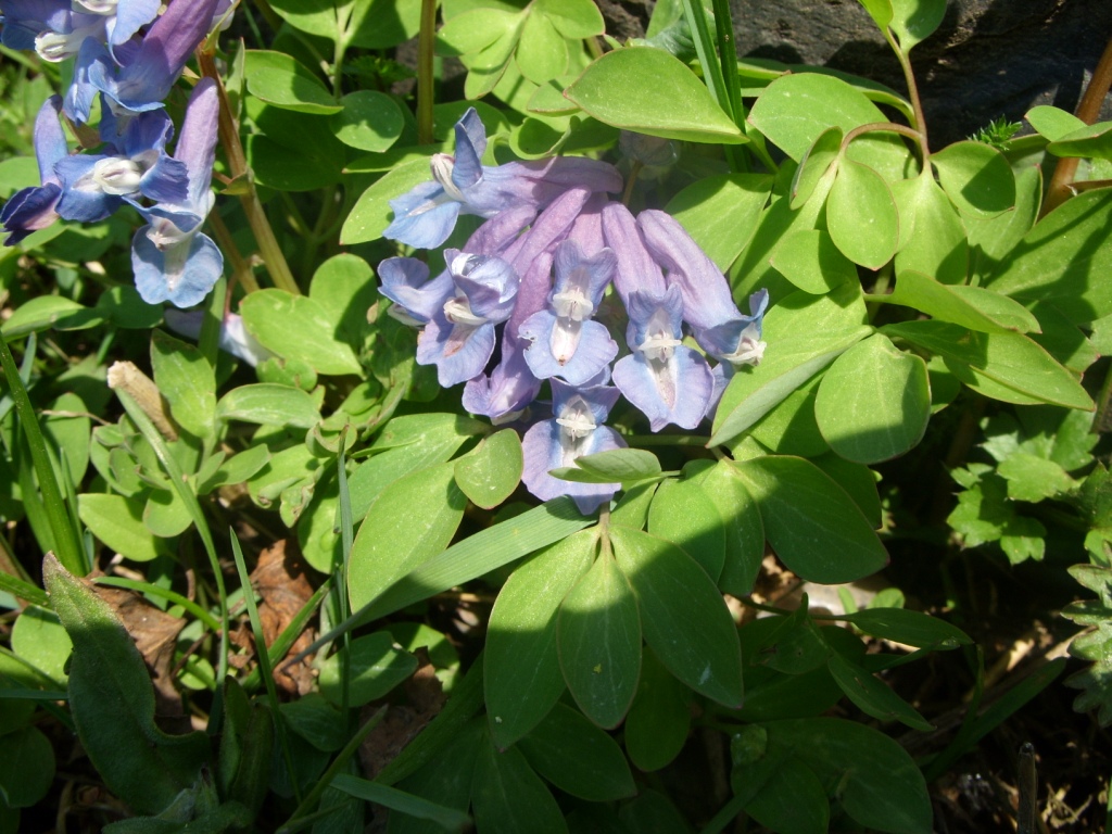 Image of Corydalis ambigua specimen.