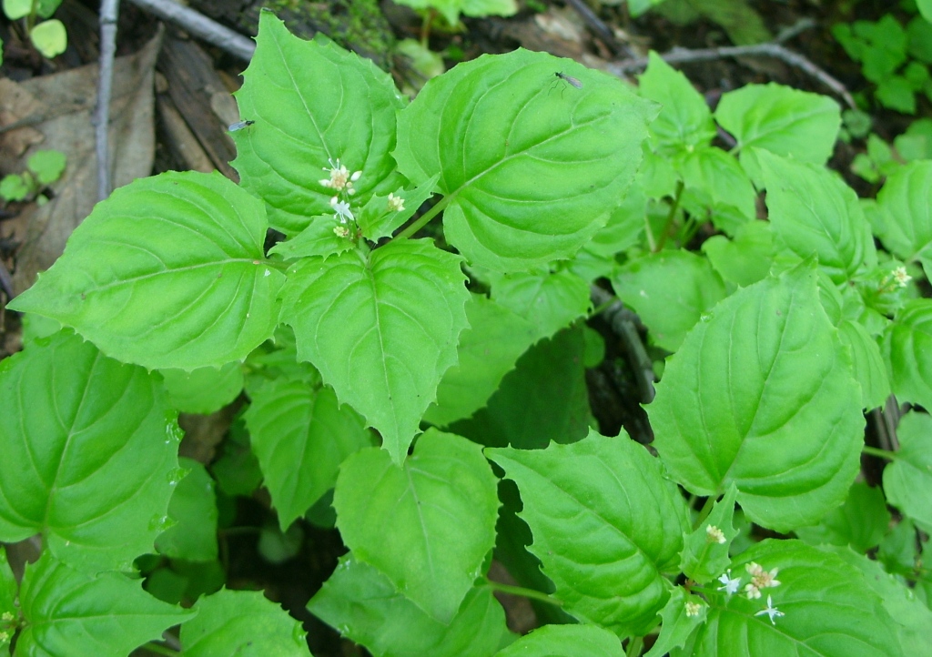 Изображение особи Circaea alpina.