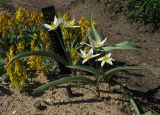 Tulipa turkestanica. Цветущие растения. Москва, в культуре с Угамского хребта (ущелье р. Сазаната, гребень отрога хребта, 2300 м н.у.м.) 08.05.2013.