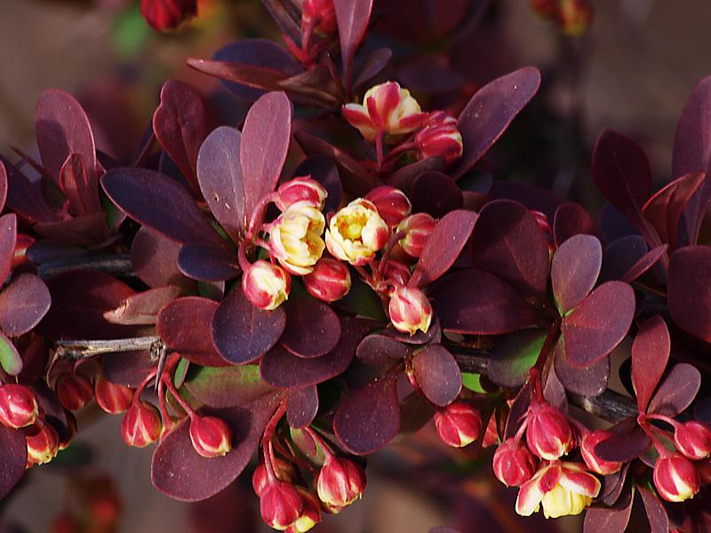 Image of Berberis thunbergii specimen.