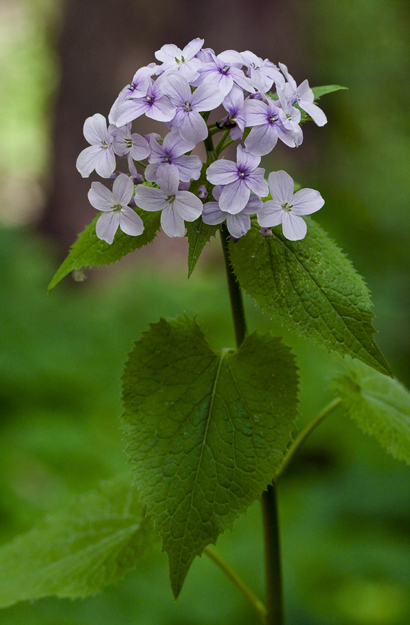 Изображение особи Lunaria rediviva.