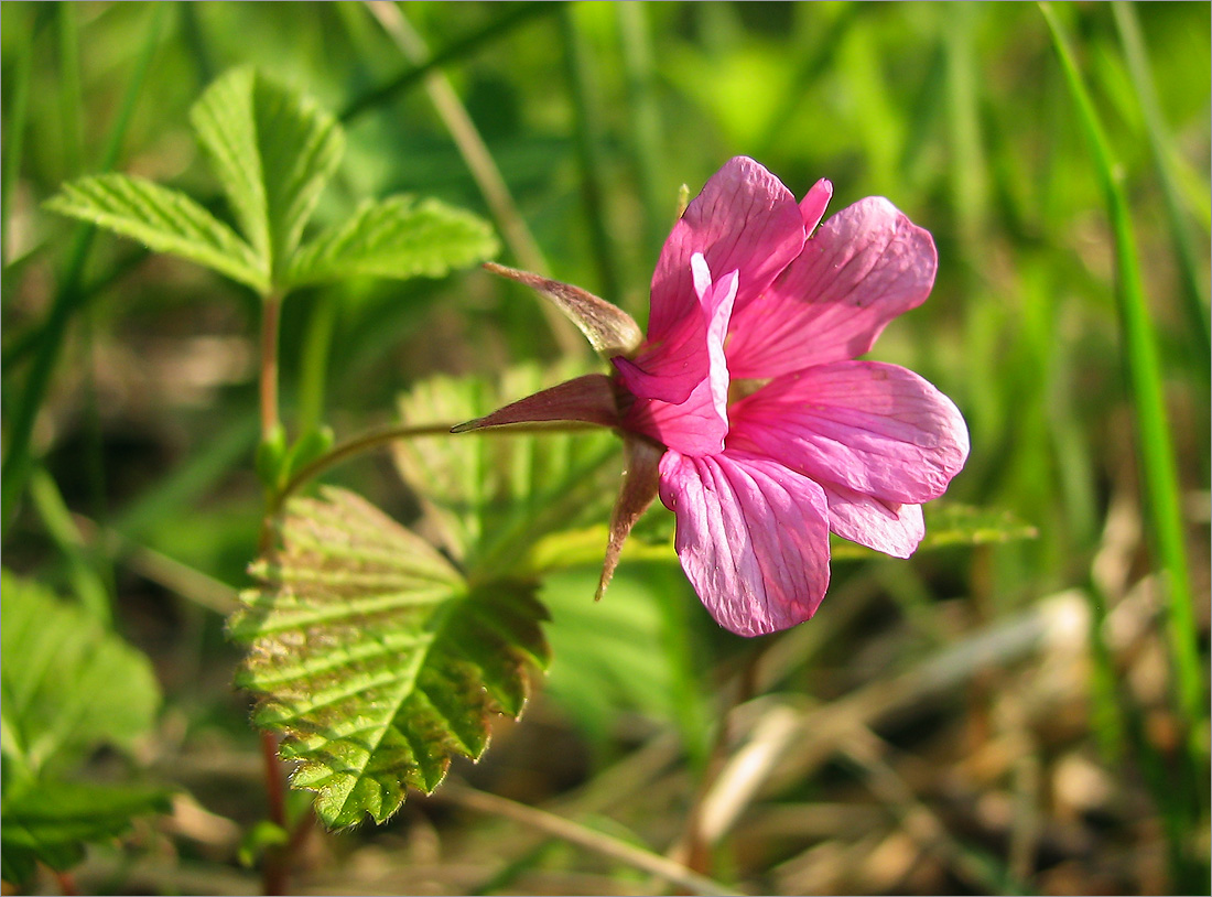 Изображение особи Rubus arcticus.