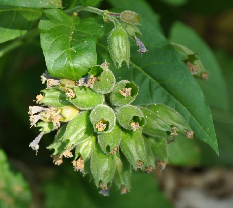 Изображение особи Physochlaina orientalis.