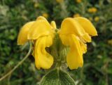 Phlomis fruticosa