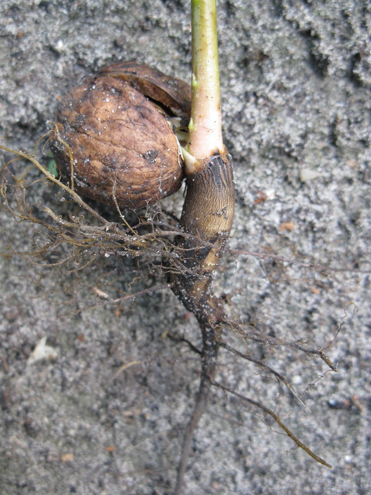 Изображение особи Juglans regia.