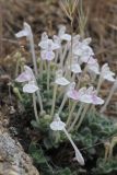 Scutellaria leptosiphon