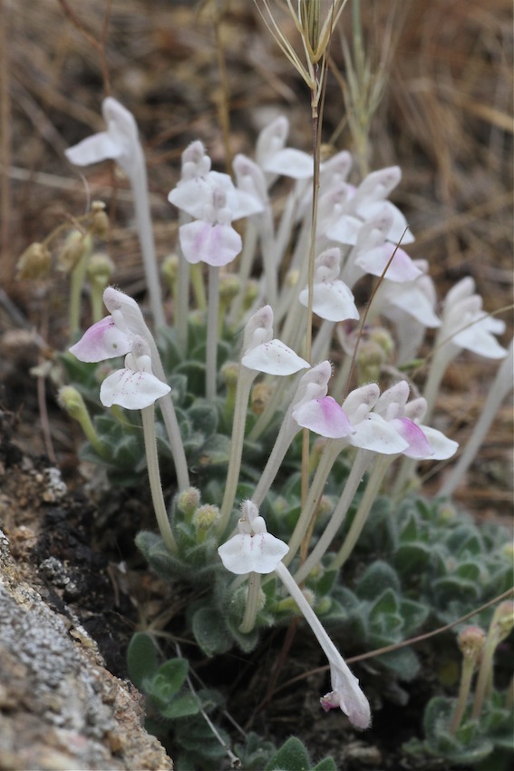 Image of Scutellaria leptosiphon specimen.