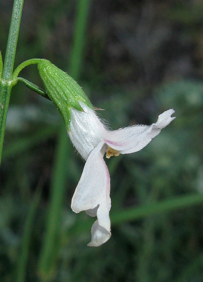 Изображение особи Stachys angustifolia.