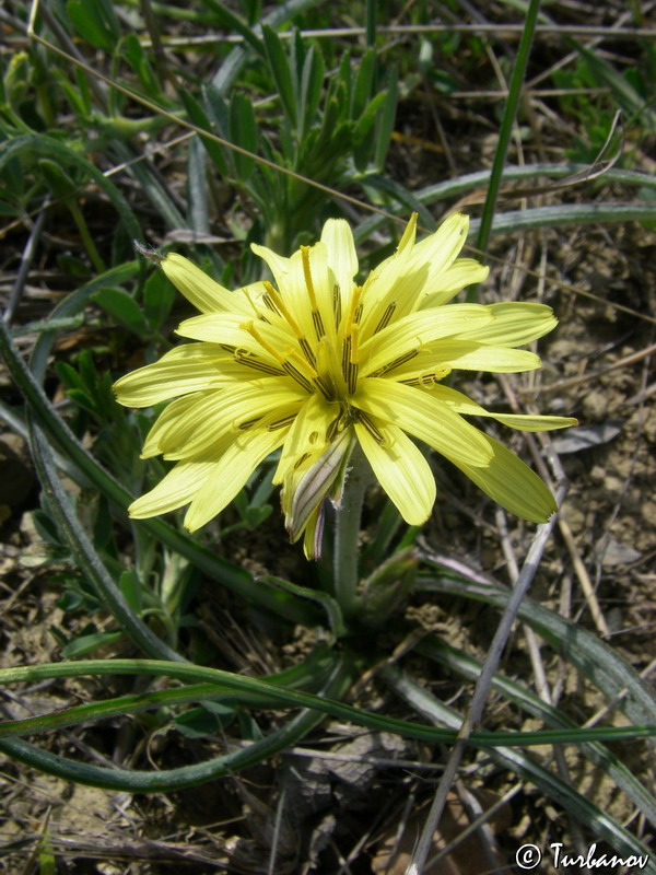 Image of Scorzonera mollis specimen.