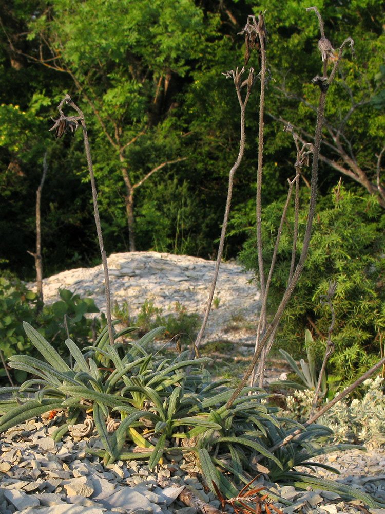 Image of Onosma taurica specimen.