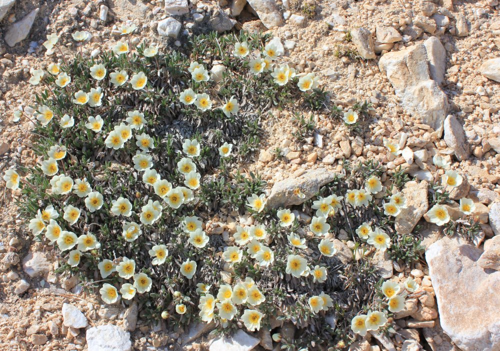 Image of Dryas sumneviczii specimen.