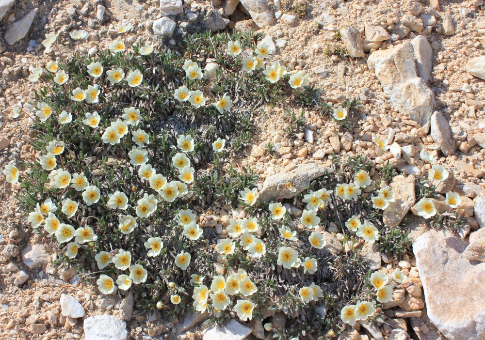 Image of Dryas sumneviczii specimen.