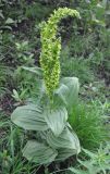 Veratrum oxysepalum