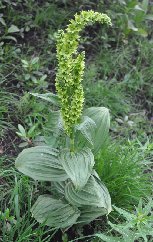 Изображение особи Veratrum oxysepalum.