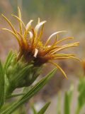 Inula ensifolia